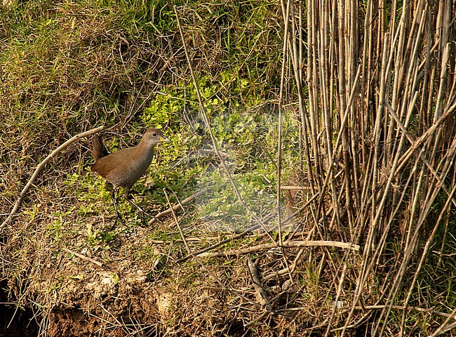 Brown Crake (Zapornia akool) walking along river bank in southern Asia. stock-image by Agami/Marc Guyt,