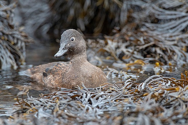 Campbell Island Teal (Anas nesiotis), also known Campbell Teal. Female swimming in coastal seaweed. stock-image by Agami/Marc Guyt,
