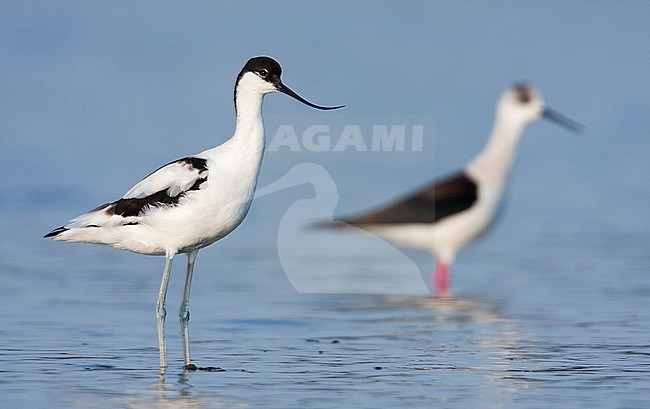 Pied Avocet, Kluut, Recurvirostra avoseta, Spain (Mallorca), 2nd cy., with Black-winged Stilt stock-image by Agami/Ralph Martin,
