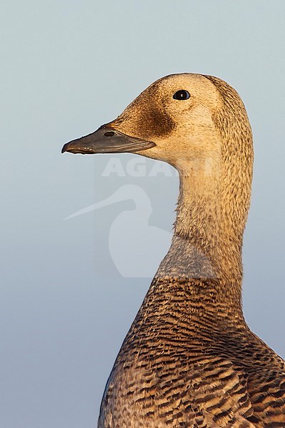 Female Spectacled Eider (Somateria fischeri) standing on edge of an arctic tundra pond near Barrow in northern Alaska, United States. stock-image by Agami/Dubi Shapiro,