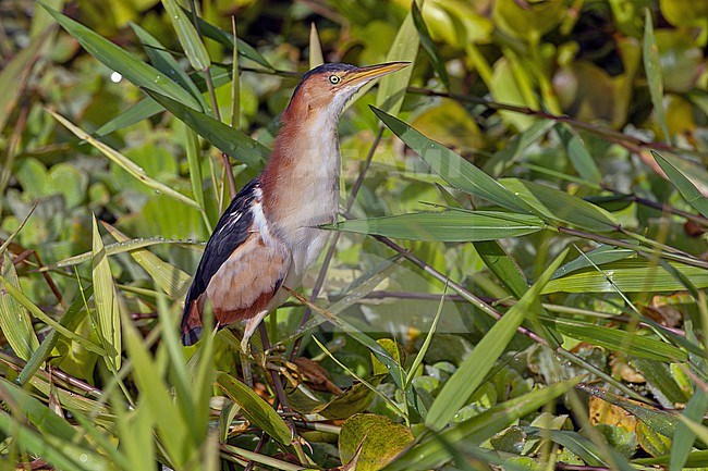 Least Bittern (Ixobrychus exilis) in Puerto Rico. stock-image by Agami/Pete Morris,