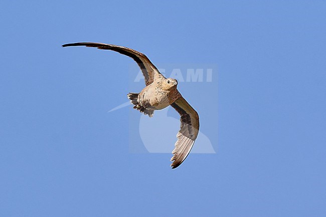 Female of Spotted Sandgrouse (Pterocles senegallus) in flight in Shizzafon, Israel stock-image by Agami/Tomas Grim,