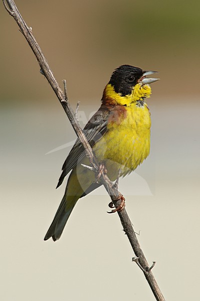 Black-headed Bunting singing; Zwartkopgors zingend stock-image by Agami/Marc Guyt,