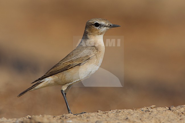 Isabeltapuit op de grond; Isabelline Wheatear on the ground stock-image by Agami/Daniele Occhiato,