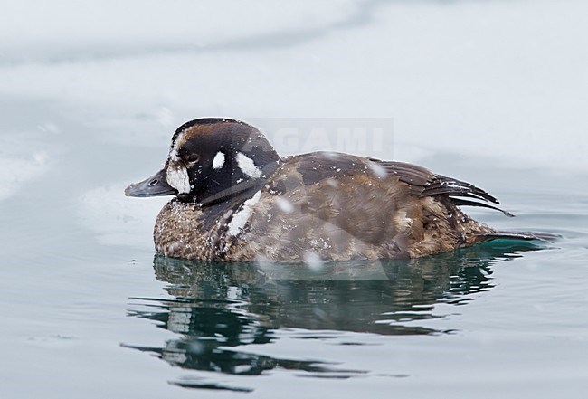 Harlekijneend, Harlequin Duck 2cy male (Histrionicus histrionicus) Hokkaido Japan February 2014 stock-image by Agami/Markus Varesvuo,