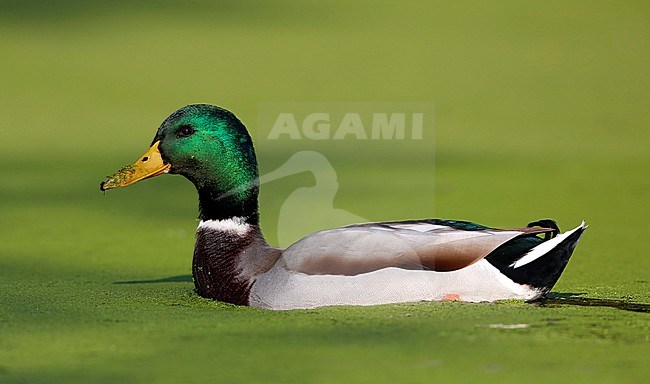 Wilde eend in kroos; Mallard in duckweed stock-image by Agami/Chris van Rijswijk,