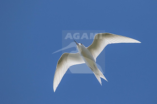 Common White Tern (Gygis alba) in the Northern Marianas islands. stock-image by Agami/Pete Morris,