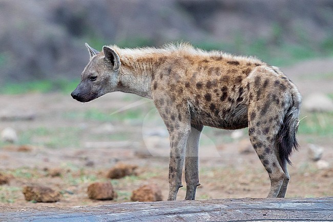 Spotted Hyena (Crocuta crocuta), side view of an adult standing on the ground, Mpumalanga, South Africa stock-image by Agami/Saverio Gatto,