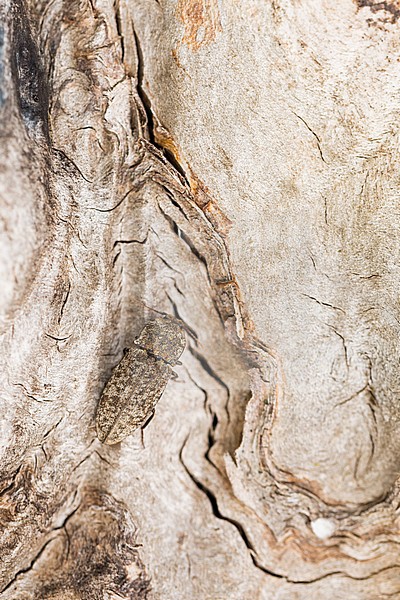 Agrypnus murinus - Mausgrauer Schnellkäfer, Germany (Baden-Württemberg), imago stock-image by Agami/Ralph Martin,