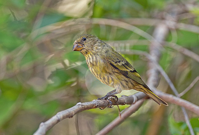 Antillean Siskin, Spinus dominicensis,  in the Dominican Republic. Female (type) or immature. stock-image by Agami/Pete Morris,