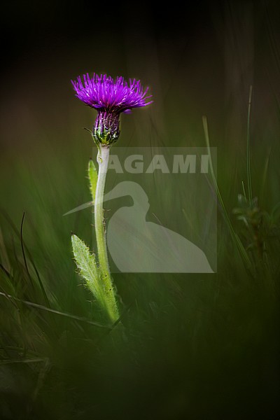 Meadow Thistle, Cirsium dissectum stock-image by Agami/Wil Leurs,