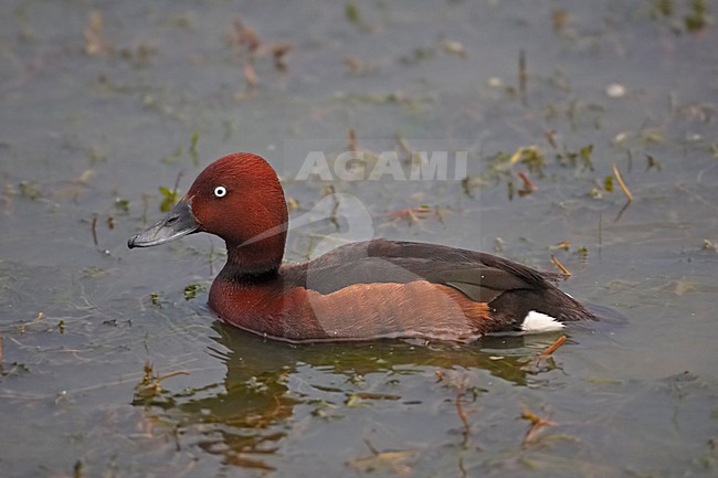 Witoogeend zwemmend; Ferruginous Duck swimming stock-image by Agami/Markus Varesvuo,