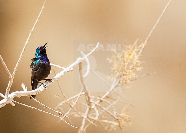 Male Palestine sunbird (Cinnyris osea) near Eilat,Israel. stock-image by Agami/Marc Guyt,