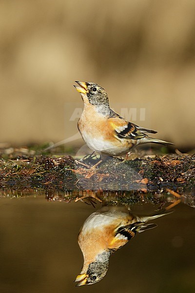 Brambling (Fringilla montifringilla) adult in mirror at pond Utrechtse Heuvelrug Netherlands stock-image by Agami/Walter Soestbergen,