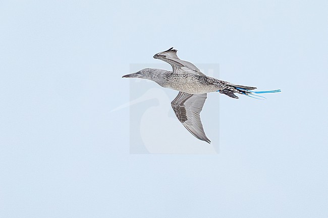  stock-image by Agami/Menno van Duijn,