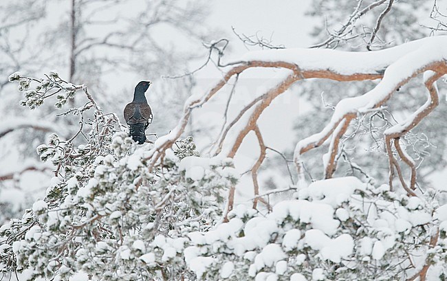 Capercaillie male (Tetrao Urogallus) Salla Finland February 2018 stock-image by Agami/Markus Varesvuo,