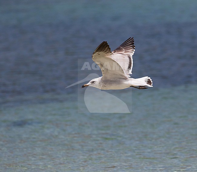 First-summer Audouin's Gull (Ichthyaetus audouinii) in flight over the sea in Spain. stock-image by Agami/Pete Morris,