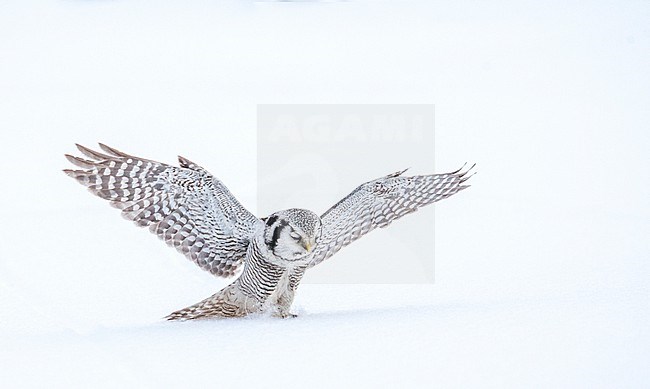 Northern Hawk Owl (Surnia ulula) during cold winter in Kuusamo, Finland. Hunting in deep snow in a taiga forest clearing near Russian border. stock-image by Agami/Marc Guyt,