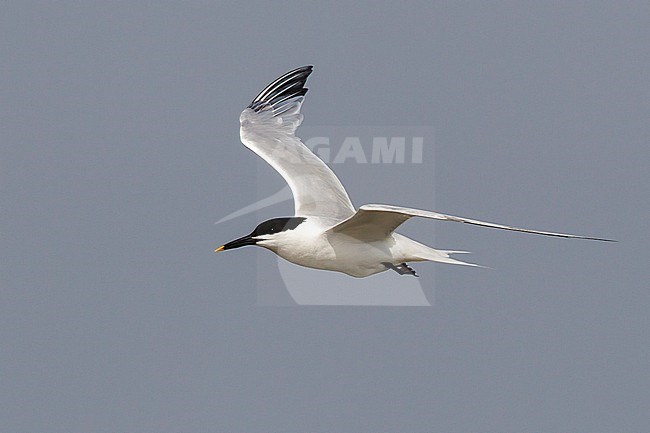 Adult breeding
Galveston Co., TX
April 2011 stock-image by Agami/Brian E Small,