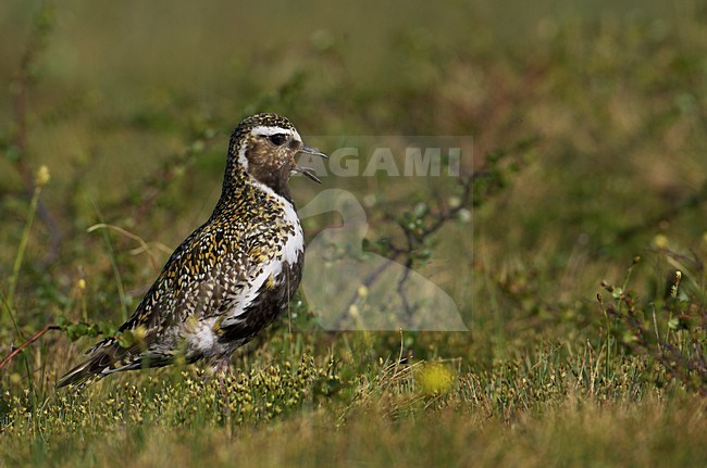 Roepende Goudplevier in zomerkleed, European Golden Plover in summerplumage calling stock-image by Agami/Markus Varesvuo,