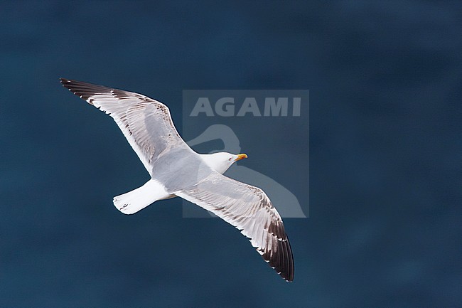 Yellow-legged Gull - MIttelmeermöwe - Larus michahellis ssp. michahellis, Spain (Mallorca), 3rd Summer stock-image by Agami/Ralph Martin,