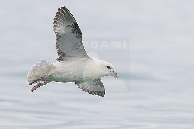 Northern Fulmar (Fulmarus glacialis auduboni), adult in flight stock-image by Agami/Saverio Gatto,