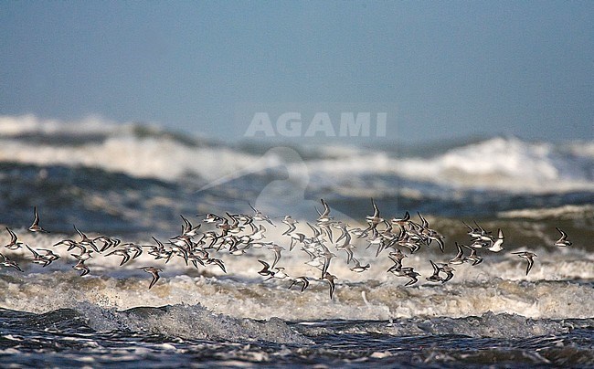 Big flock of Sanderlings (Calidris alba) flying over North Sea beach of Katwijk in the Netherlands. stock-image by Agami/Marc Guyt,