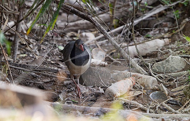 Coral-billed Ground Cuckoo (Carpococcyx renauldi) walking in thrash behind a bar at Khao Yai, Thailand stock-image by Agami/Helge Sorensen,