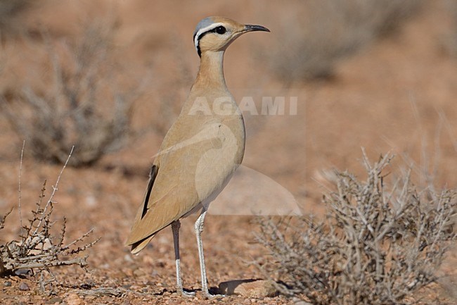 Renvogel in halfwoestijn; Cream-colored Coursor in semi-desert stock-image by Agami/Daniele Occhiato,