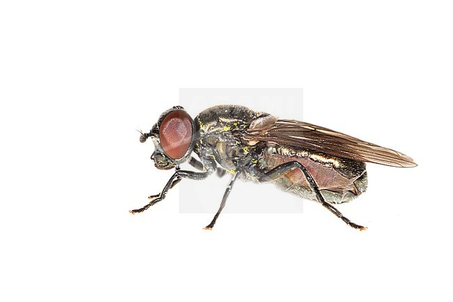 Melanogaster hirtella stock-image by Agami/Wil Leurs,