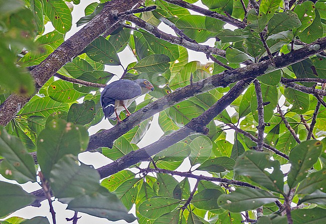 Semiplumbeous hawk (Leucopternis semiplumbeus) in Panama. stock-image by Agami/Pete Morris,