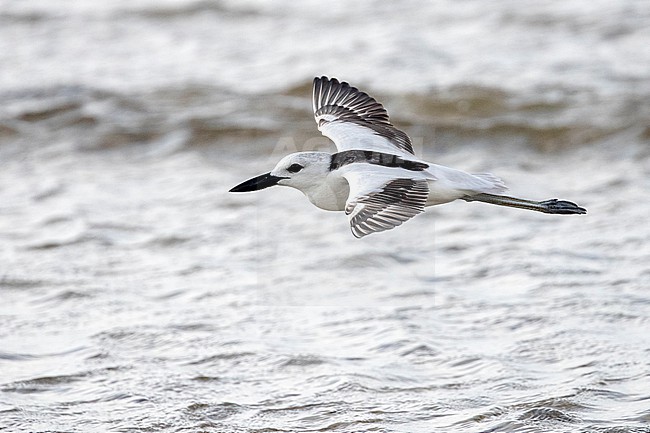 Crab Plover (Dromas ardeola) in flight over the water in Mogadishu, Somalia. stock-image by Agami/David Monticelli,