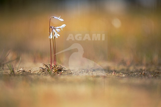 Waterlobelia, Water Lobelia stock-image by Agami/Wil Leurs,