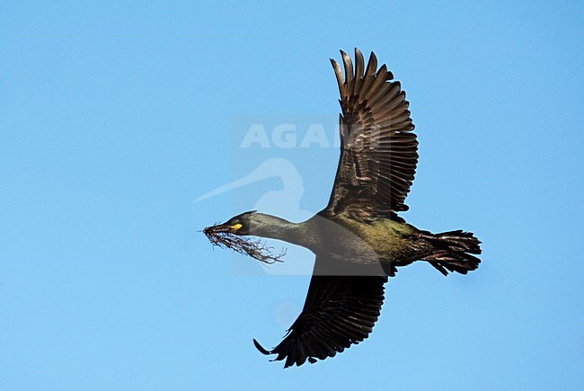 Volwassen Kuifaalscholver in de vlucht; Adult European Shag in flight stock-image by Agami/Markus Varesvuo,