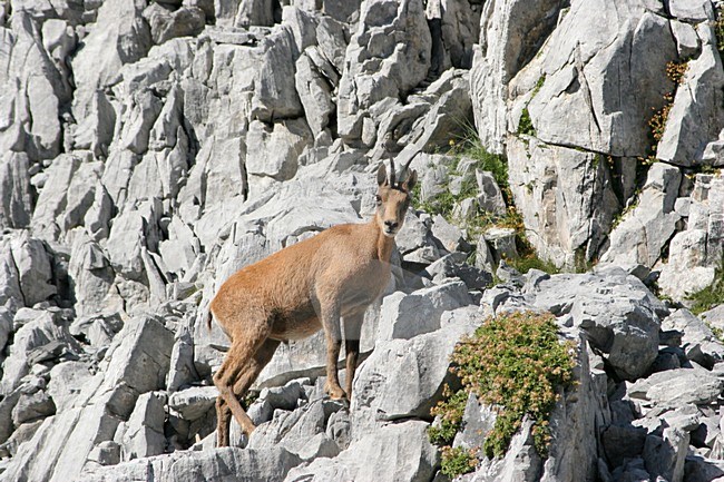 Pyrenean Chamois on rocks Pyrenees Spain, Pyreneese gems op rotsen Pyreneen Spanje stock-image by Agami/Karel Mauer,
