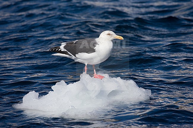Slaty-backed Gull adult perched on ice; Kamtsjatkameeuw volwassen zittend op het ijs stock-image by Agami/Marc Guyt,