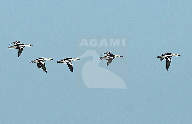 Smew (Mergellus albellus), group of adult males in flight, seen from the side. stock-image by Agami/Fred Visscher,