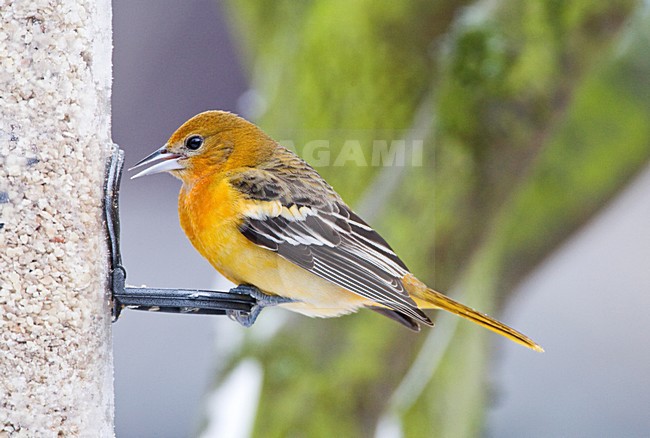 Verdwaalde Noordelijke Troepiaal in Ouddorp; Vagrant Baltimore Oriole in the Netherlands stock-image by Agami/Marc Guyt,