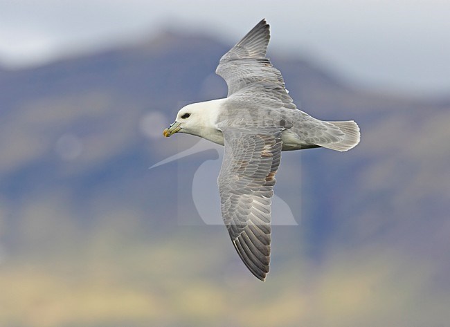 Northern Fulmar flying; Noordse Stormvogel vliegend stock-image by Agami/Markus Varesvuo,