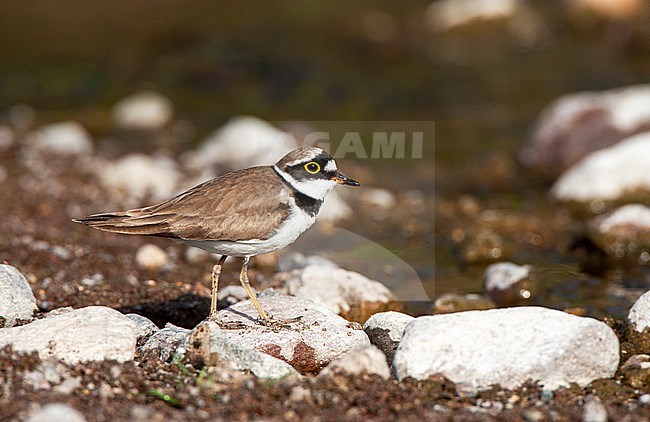 Adult Little Ringed Plover (Charadrius dubius) during spring on Lesbos, Greece. Foraging in a river bed. stock-image by Agami/Marc Guyt,