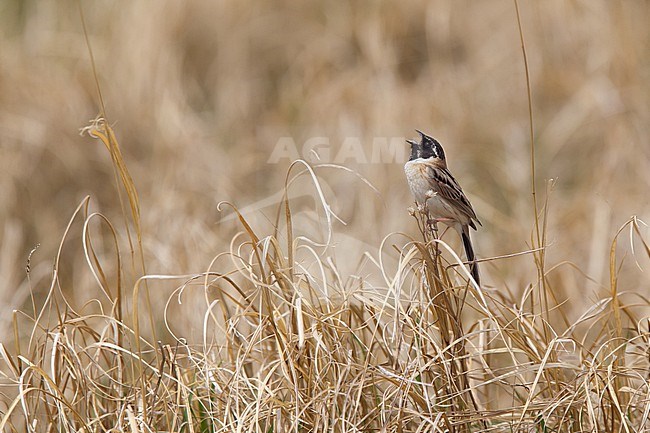 An adult male Japanese Reed Bunting or Ochre-rumped Bunting (Emberiza yessoensis ssp. continentalis) is singing in grassland. The far eastern mongolian population is hundreds of kilometre separated from the chinese or russian population. stock-image by Agami/Mathias Putze,