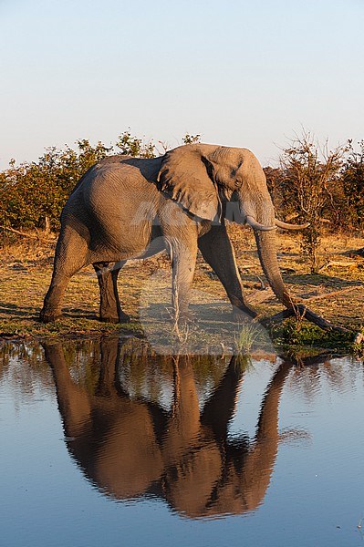 An African elephant, Loxodonta africana, walking beside a waterhole. Okavango Delta, Botswana. stock-image by Agami/Sergio Pitamitz,