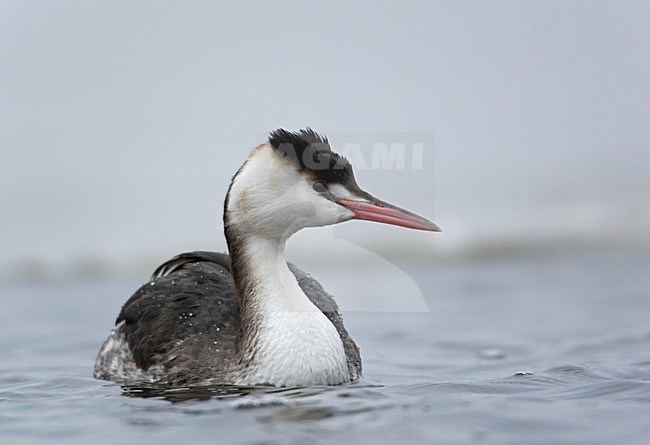 Fuut in winterkleed; Great Crested Grebe in winter plumage stock-image by Agami/Markus Varesvuo,