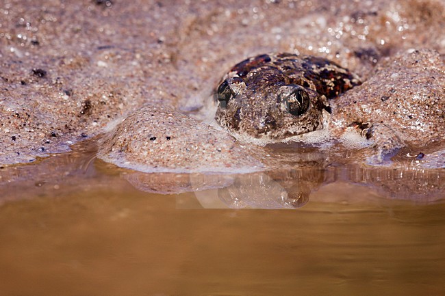 Knoflookpad, Common Spadefoot stock-image by Agami/Theo Douma,