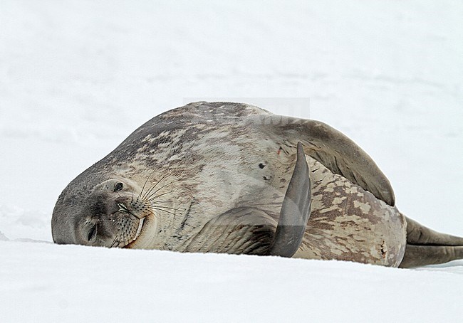 Weddell seal (Leptonychotes weddellii) stock-image by Agami/Pete Morris,
