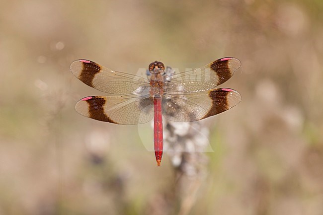 Imago Bandheidelibel man; Adult Banded Darter stock-image by Agami/Fazal Sardar,