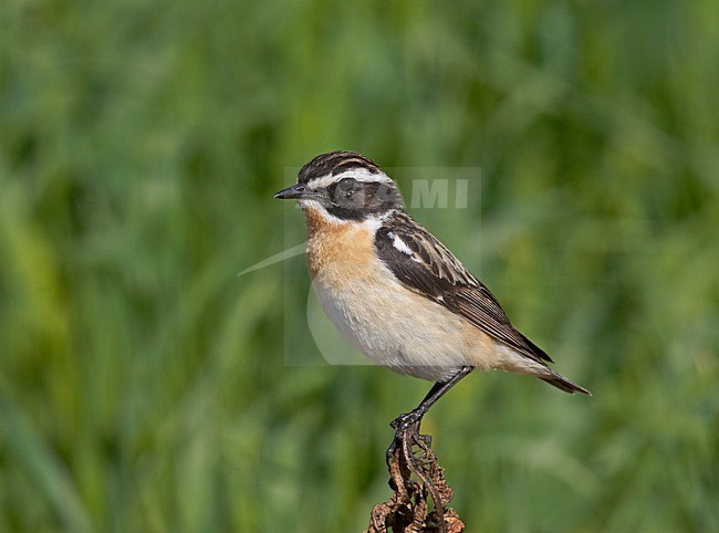 Volwassen mannetje Paapje; Adult male Whinchat stock-image by Agami/Jari Peltomäki,