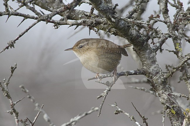Winter Wren perched, Winterkoning zittend stock-image by Agami/Daniele Occhiato,