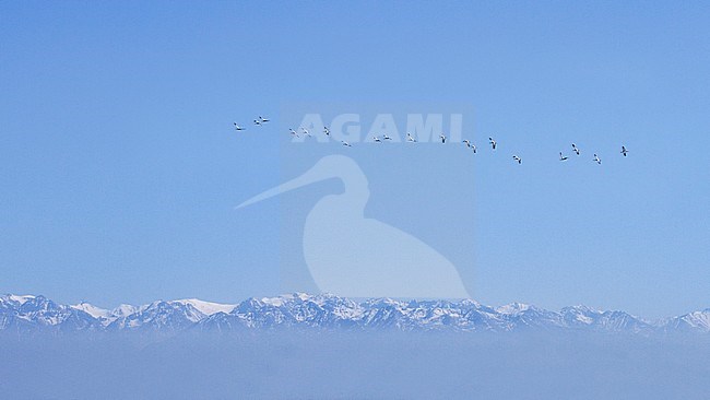 Flock of Demoiselle Cranes - Jungfernkranich - Anthropoides virgo, Kazakhstan, migrating over the high mountains stock-image by Agami/Ralph Martin,