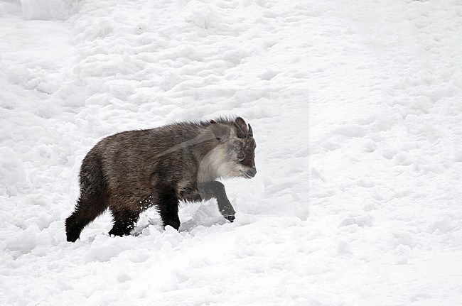 Japanese serow (Capricornis crispus) in the snow stock-image by Agami/Pete Morris,
